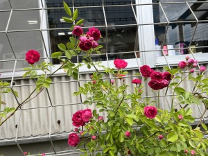 IMG_0364
