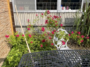IMG_0395