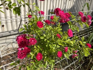 IMG_0397