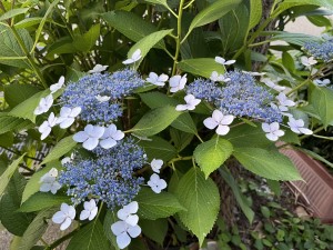 IMG_0517