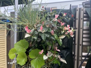 IMG_0544