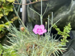 IMG_0545