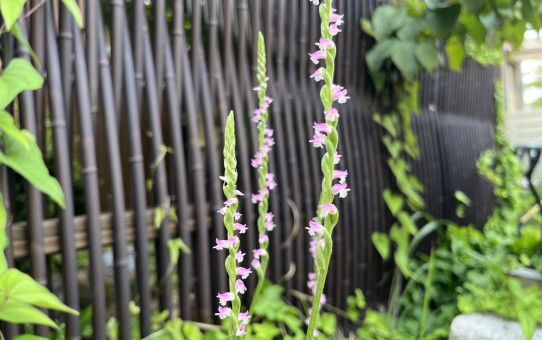 IMG_0611