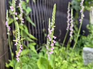 IMG_0612