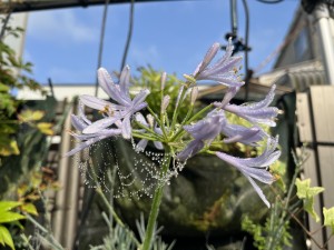 IMG_0667