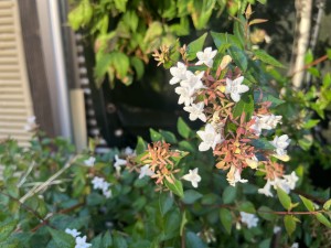 IMG_0740