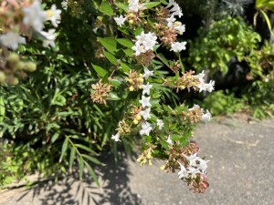 IMG_0808