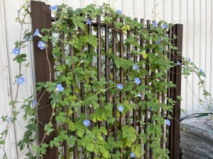 IMG_0910