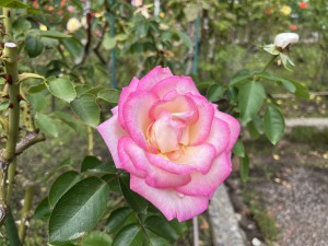IMG_1420