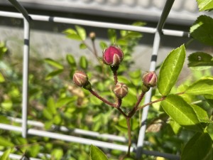 IMG_3274