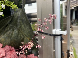 IMG_3315
