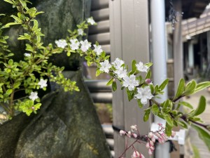 IMG_3316