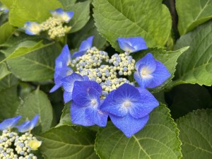 IMG_3459