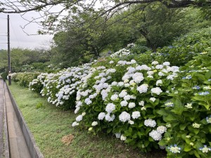 IMG_3461