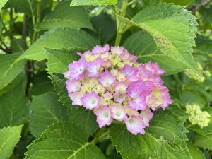 IMG_3462