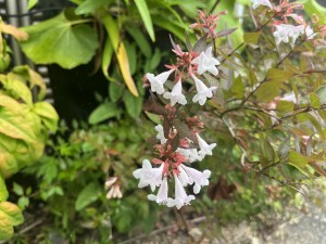 IMG_3532