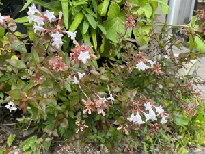 IMG_3572