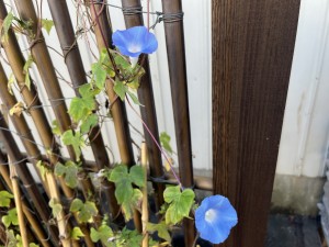 IMG_4247