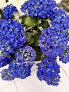 IMG_5469