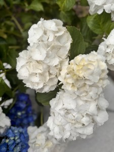 IMG_5470