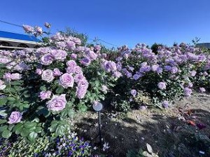 IMG_5162