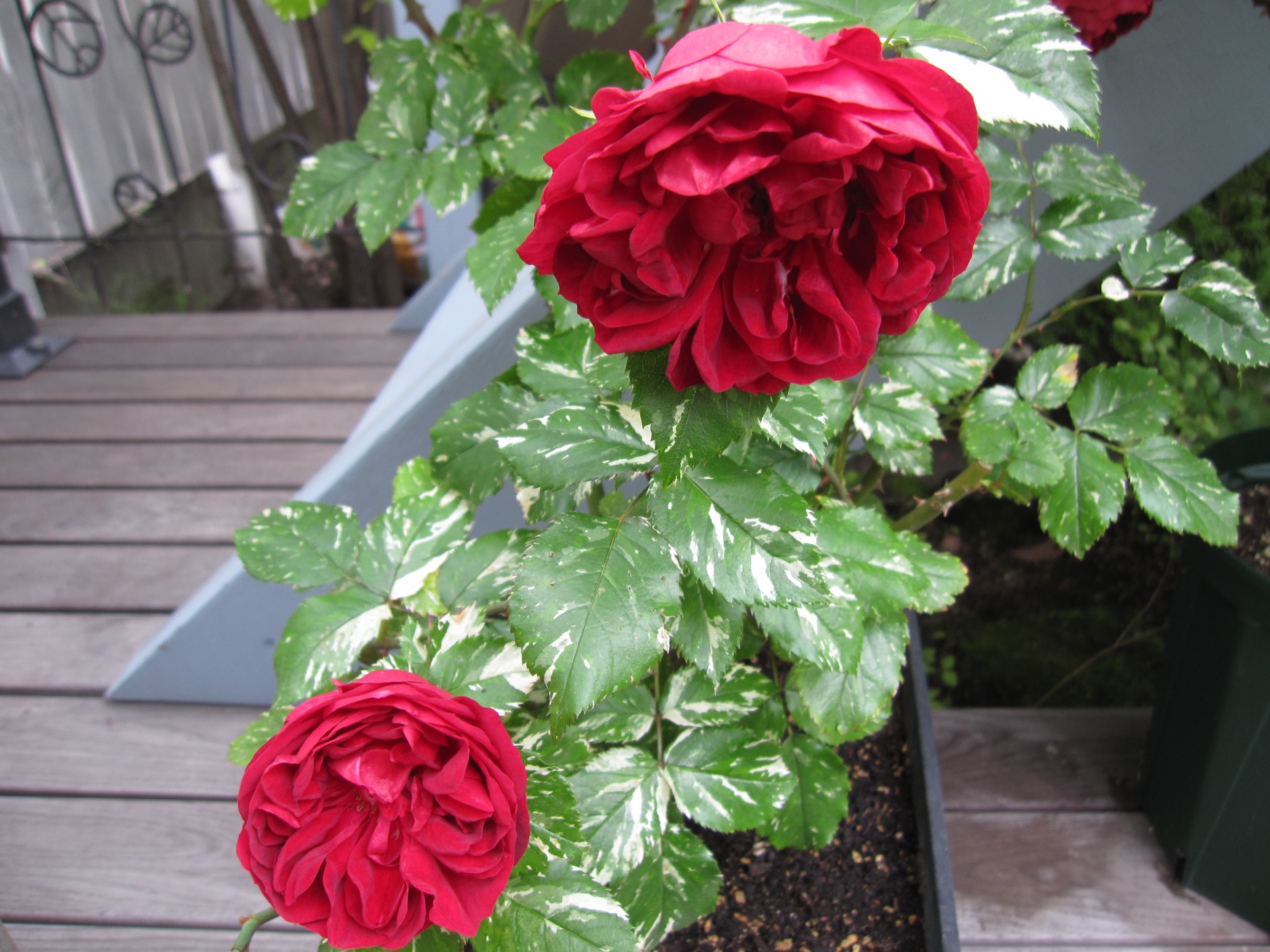 鉢バラの土替え 札幌 マイガーデンの庭人niwanchuブログ