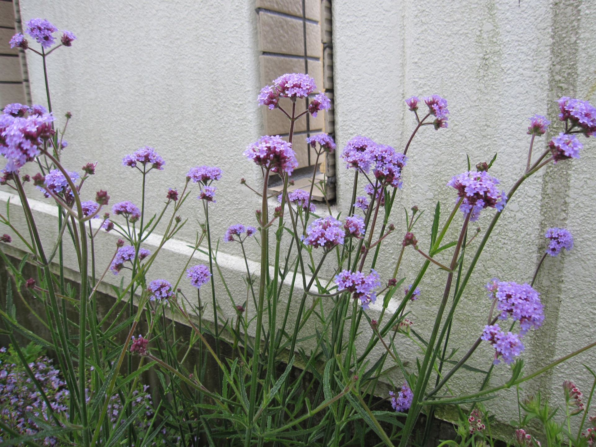 秋まで続くもの多めです 札幌 マイガーデンの庭人niwanchuブログ
