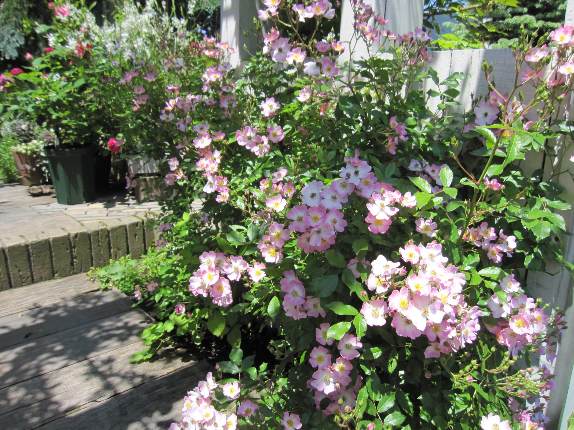 バラシーズン到来 札幌 マイガーデンの庭人niwanchuブログ