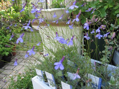 夏を彩る花たち 札幌 マイガーデンの庭人niwanchuブログ