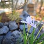 カンアヤメ　4月4日