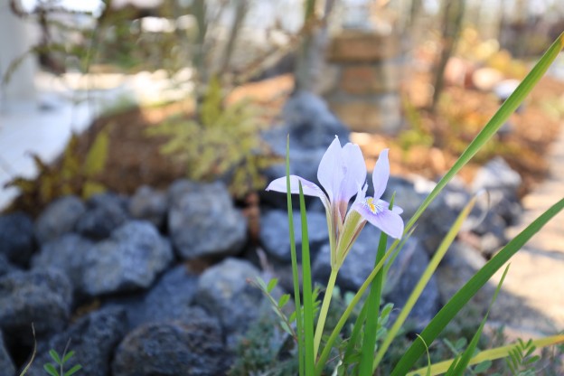 カンアヤメ　4月4日