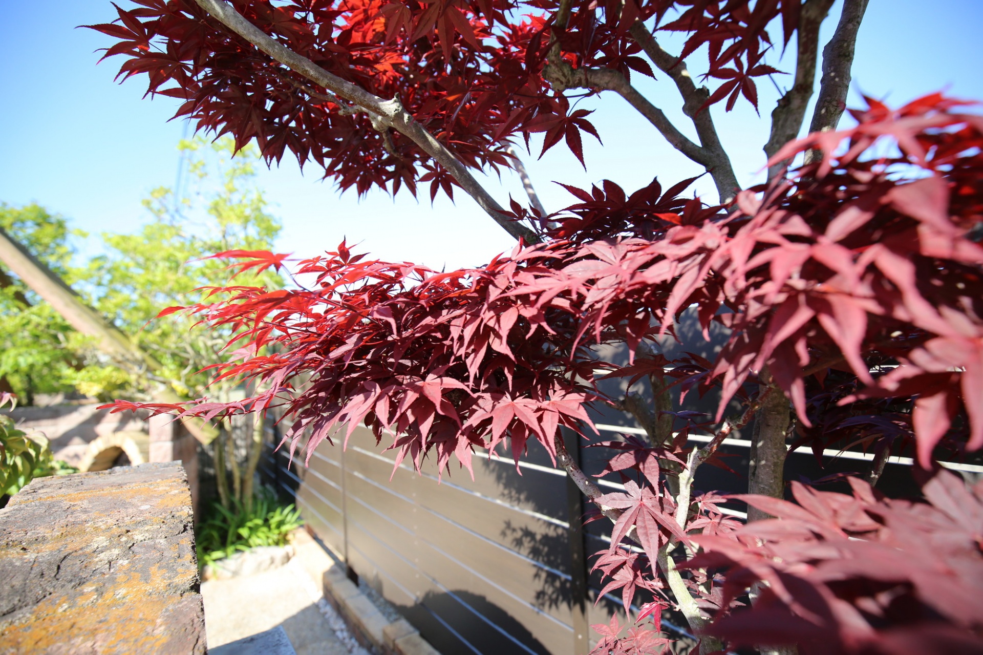 ⑥天然木栃木根木瘤花器水盤生花茶道華道オブジェ - 花瓶