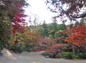 宮島モミジ・桜自然保護の会