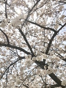 広島桜