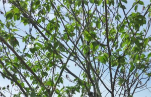 広島市でサクランボの植栽剪定は塩田剪庭園