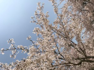 宮島モミジ自然保護の会塩田剪庭園