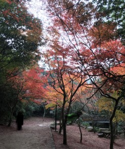 紅葉谷公園の監視は広島県代表の樹木の医者、塩田剪庭園