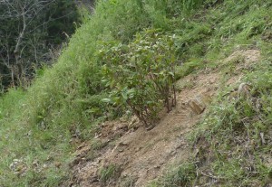 山口県岩国市で植栽は塩田剪庭園