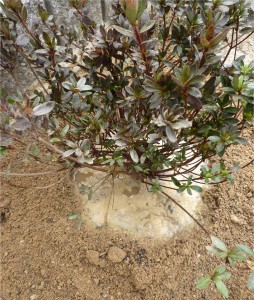 広島市佐伯区で植栽は塩田剪庭園