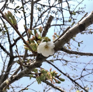 広島市西区で桜の剪定は塩田剪庭園