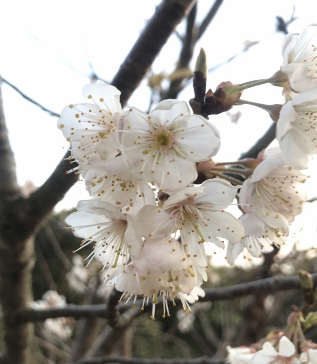 広島。山口県岩国市でさくらんぼの剪定、植え付けは塩田剪庭園