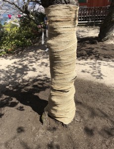 宮島の間違った樹木治療