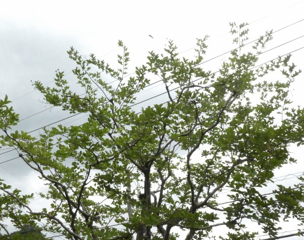 サルスベリの剪定は広島県代表の樹木の医者、塩田剪庭園