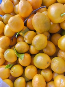 金柑や柚子の剪定、植え付け作業は塩田剪庭園