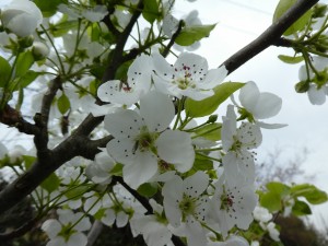 広島県で植木の剪定は塩田剪庭園
