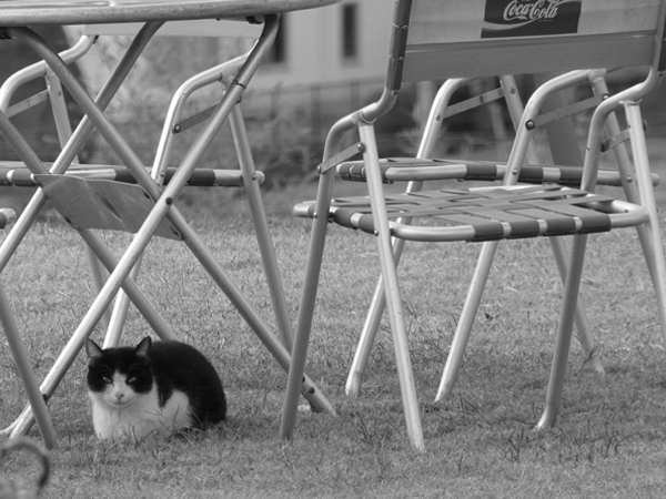 野良ねこ　撮影　カメラ　北広島町