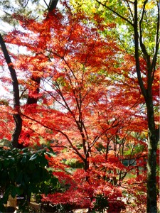 縮景園　紅葉　もみじ