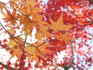 紅葉　もみじ　北広島町