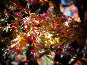 紅葉　北広島町　グラデーション