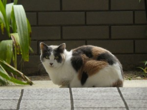 猫　三毛猫　広島市